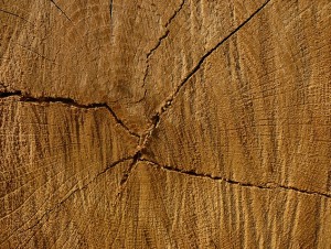 legno illegale, Courtesy of Flickr.com