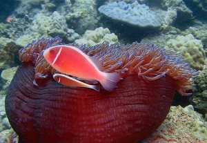 Nha Trang Mpa Fish and Coral, Courtesy of Iucn.org