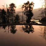 ricefield_yunnan2