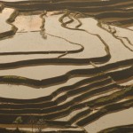 ricefield_yunnan3