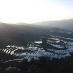 ricefield_yunnan4