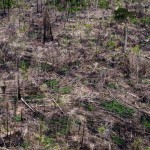 Forest Conservation Units in the Brazilian AmazonUnidade de ConservaÃ§Ã£o na AmazÃ´nia