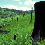 deforestazione, Courtesy of Credit must be given:©FAO/Florita Botts Trees destroyed for hillside rice cultivation. Rice is grown for 2-3 years on steep slopes, until the soil is exhausted. The fields are then abandoned