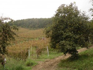 Le vigne di Punset a Neive