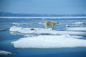 Un orso polare tra i ghiacciai in scioglimento, Courtesy of IlPiave.it