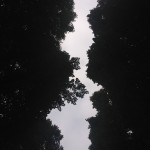 alberi infiniti